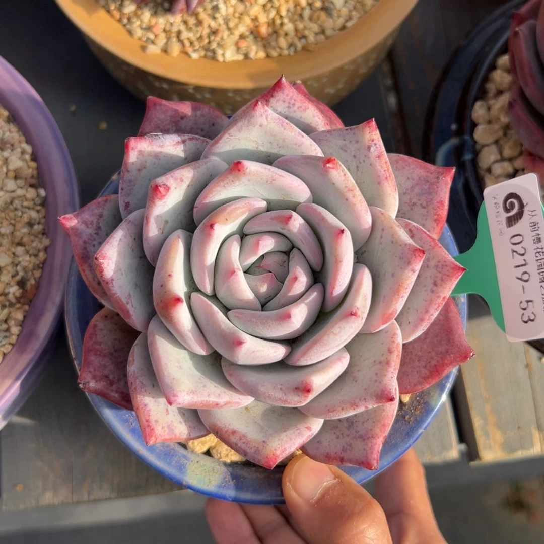 多肉一物一拍0219-53