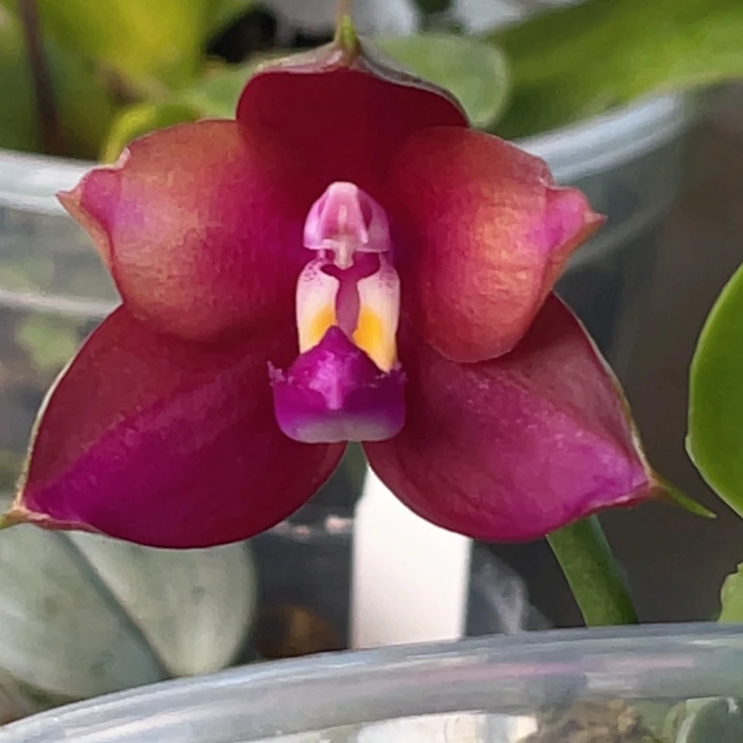 无花朵黑鹰A，浓香3寸