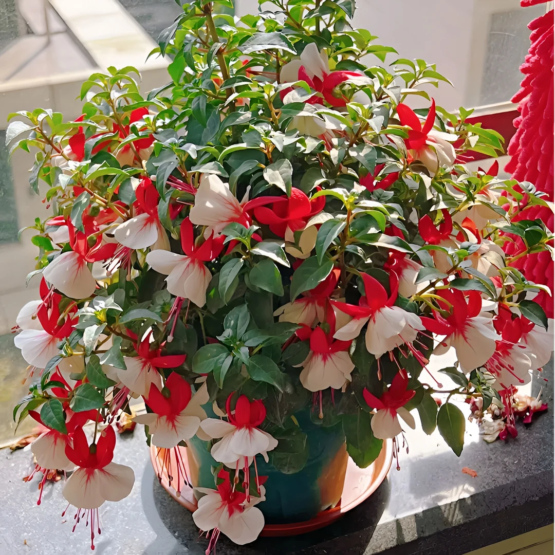 倒挂金钟灯笼花盆栽耐热花量大易爆盆多季节开花新手易养护