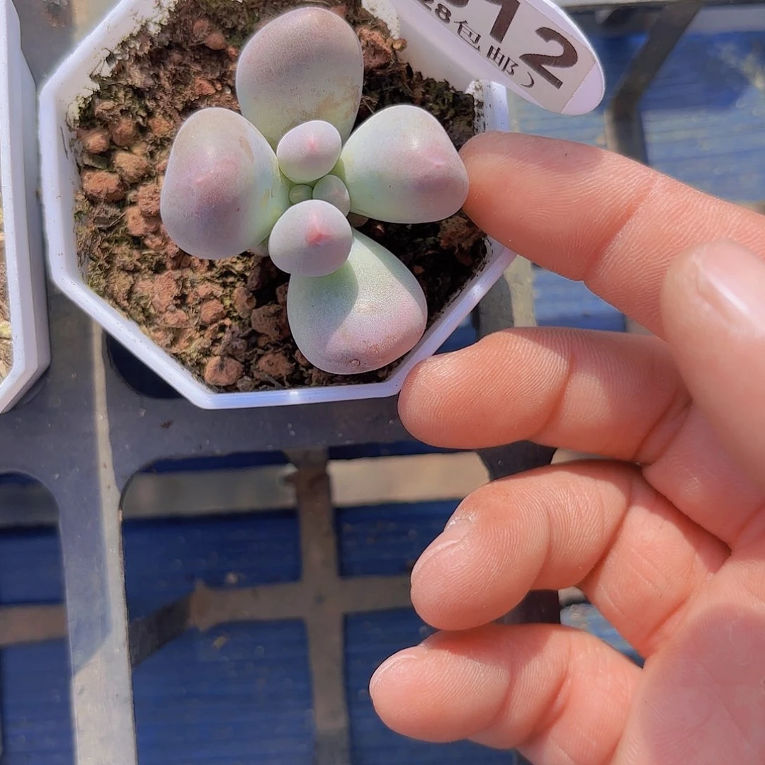 D812Mike奶一物一拍