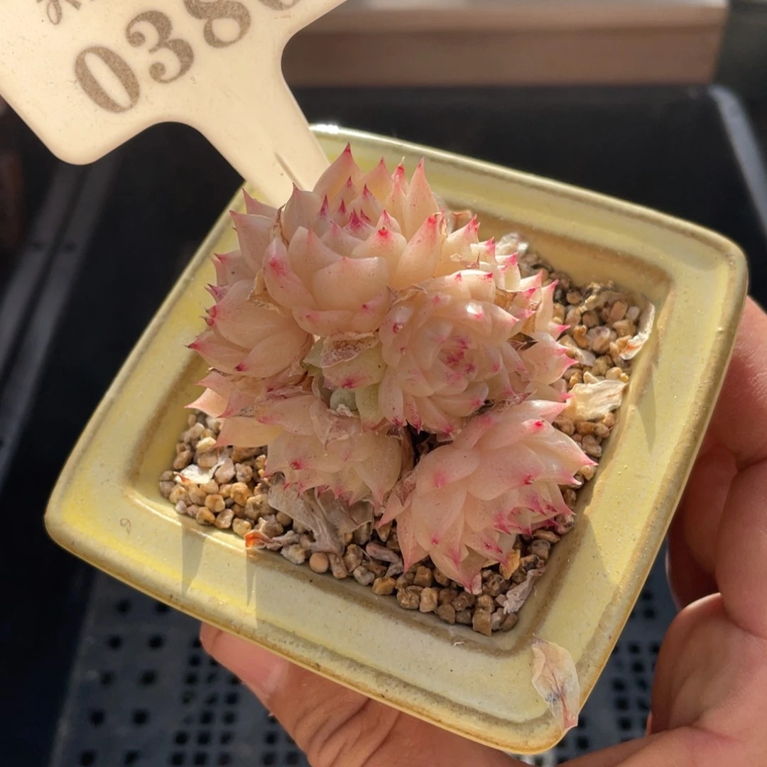 0380麦秆不带盆6厘米