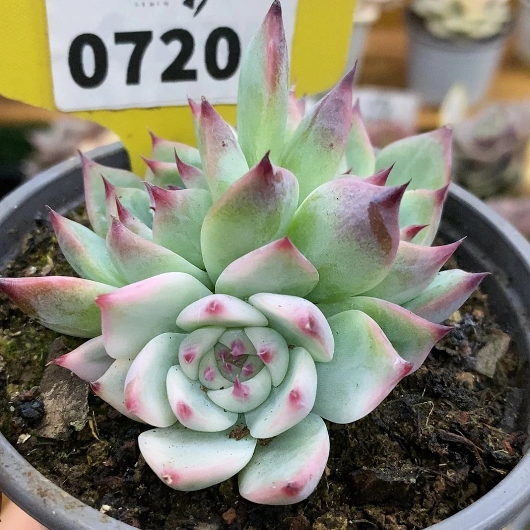 720三头娃娃，哈哈哈