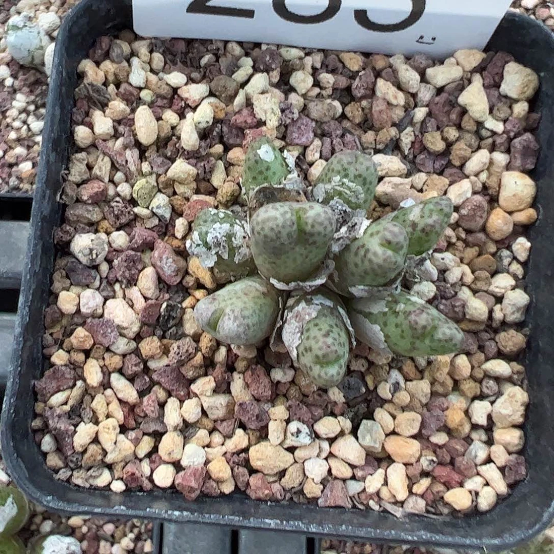 一物一拍母本草莓斑马脱土发。  285