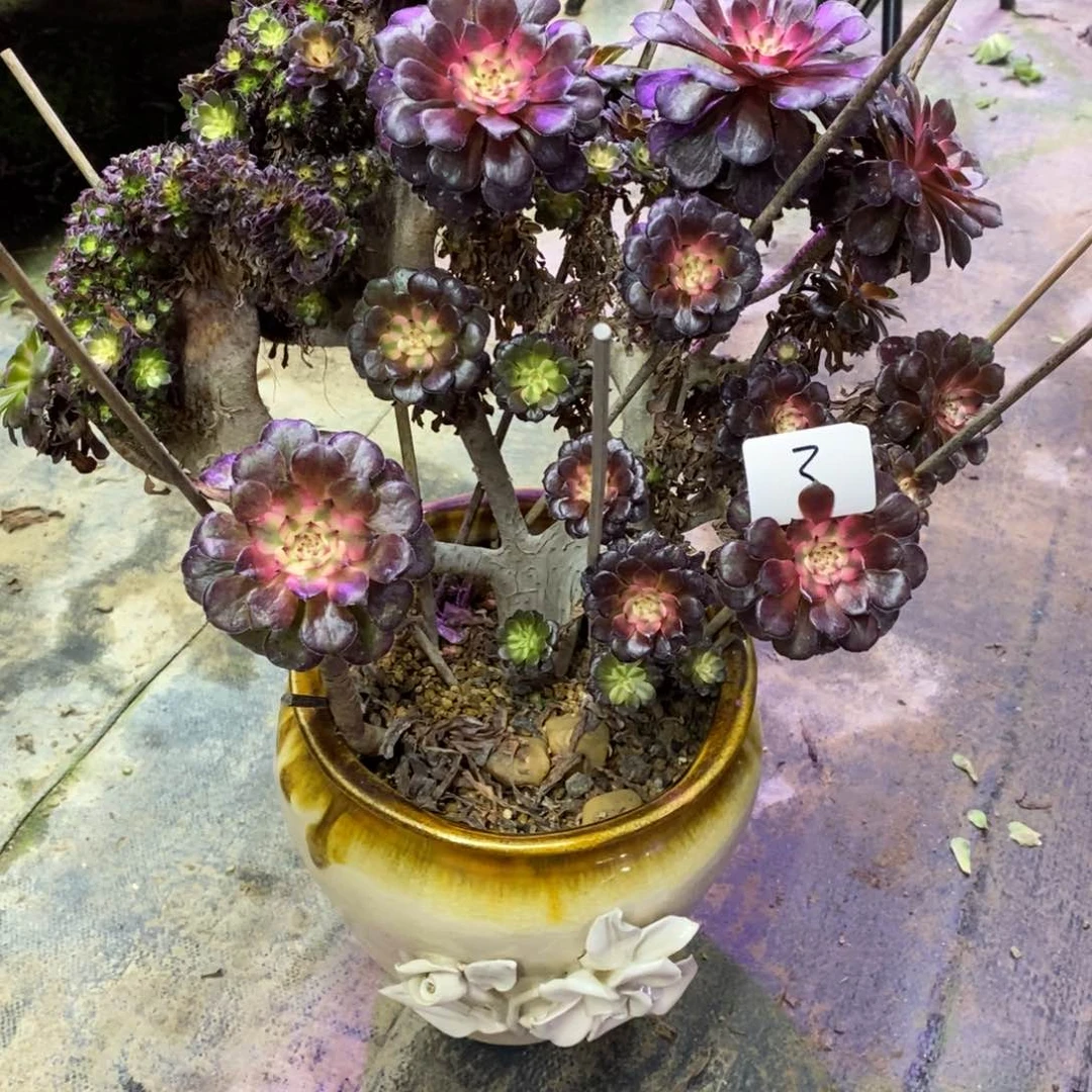 无花朵罗*多肉植物组合拼盘3