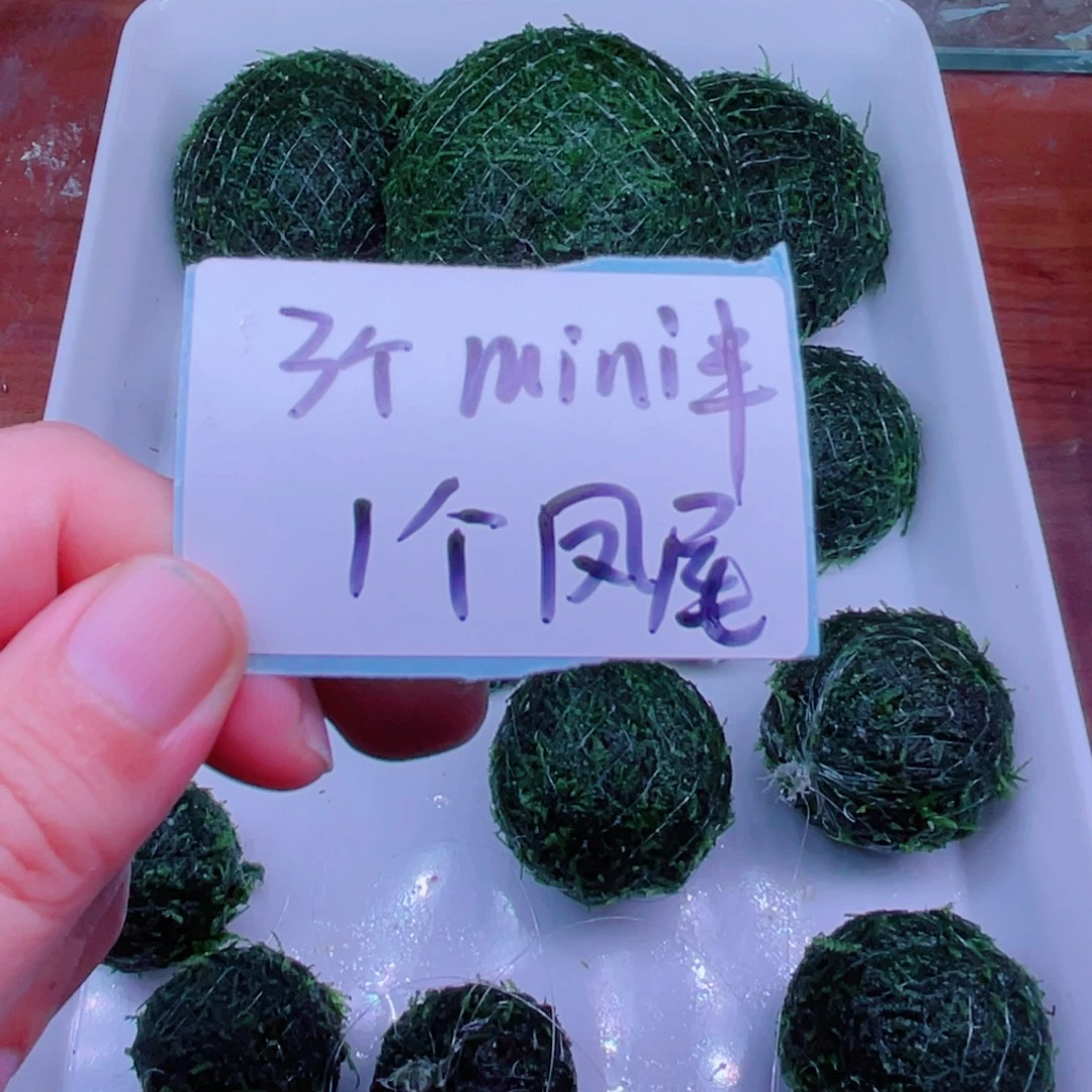 飞***飞美小呆哇塞套餐一份