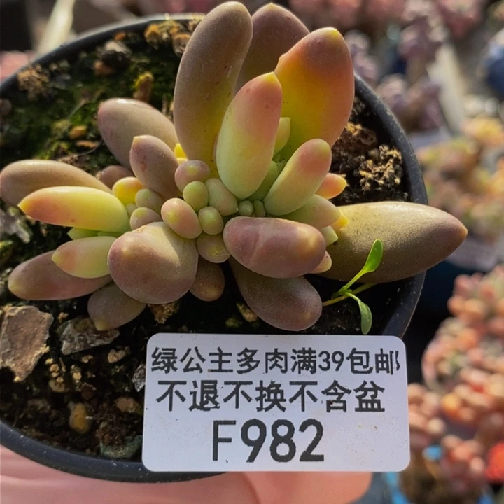芒果奶金蝉5cm982多肉植物