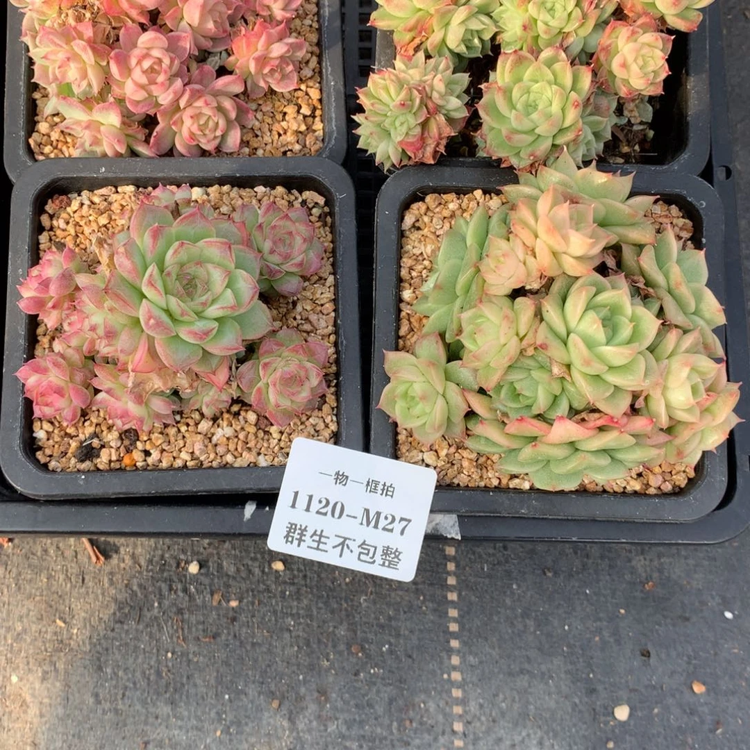 1120 -M27 4颗组合