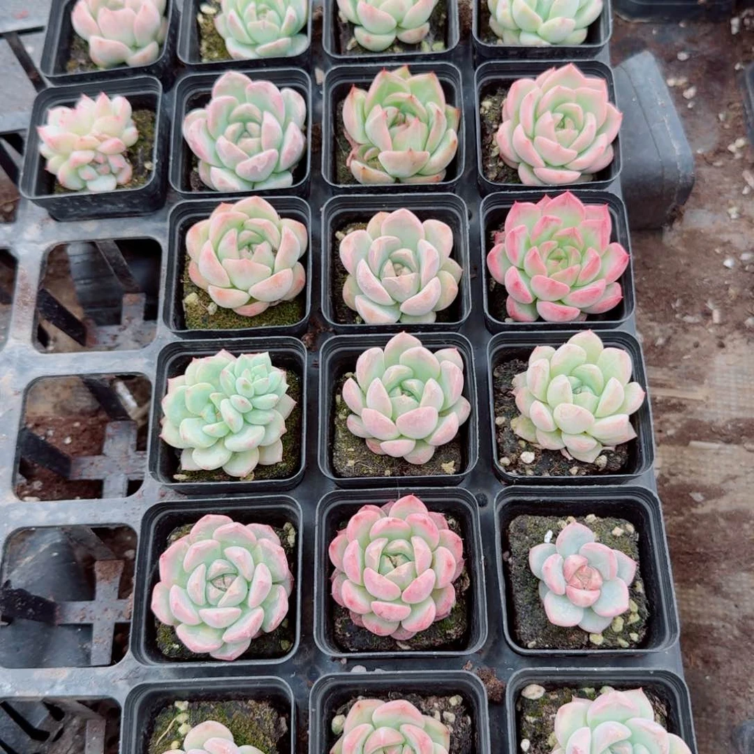 31-1多肉杂交珍妮二十颗量拍