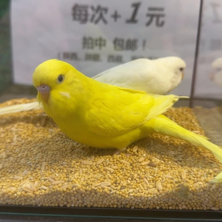 虎皮鹦鹉大头虎皮鹦鹉