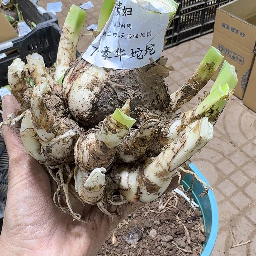 贵妇7+豪华坨坨开花球