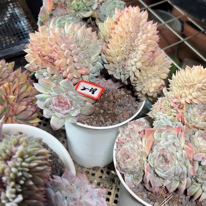 懒***2精品多肉植物老桩