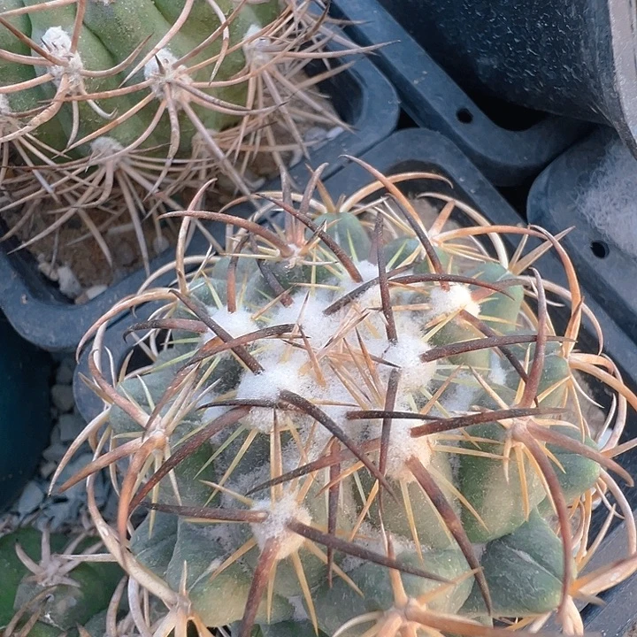 钢钉。苗接落地自出根芽。