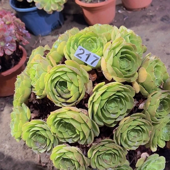 小***珑多肉植物一个人，拉碗