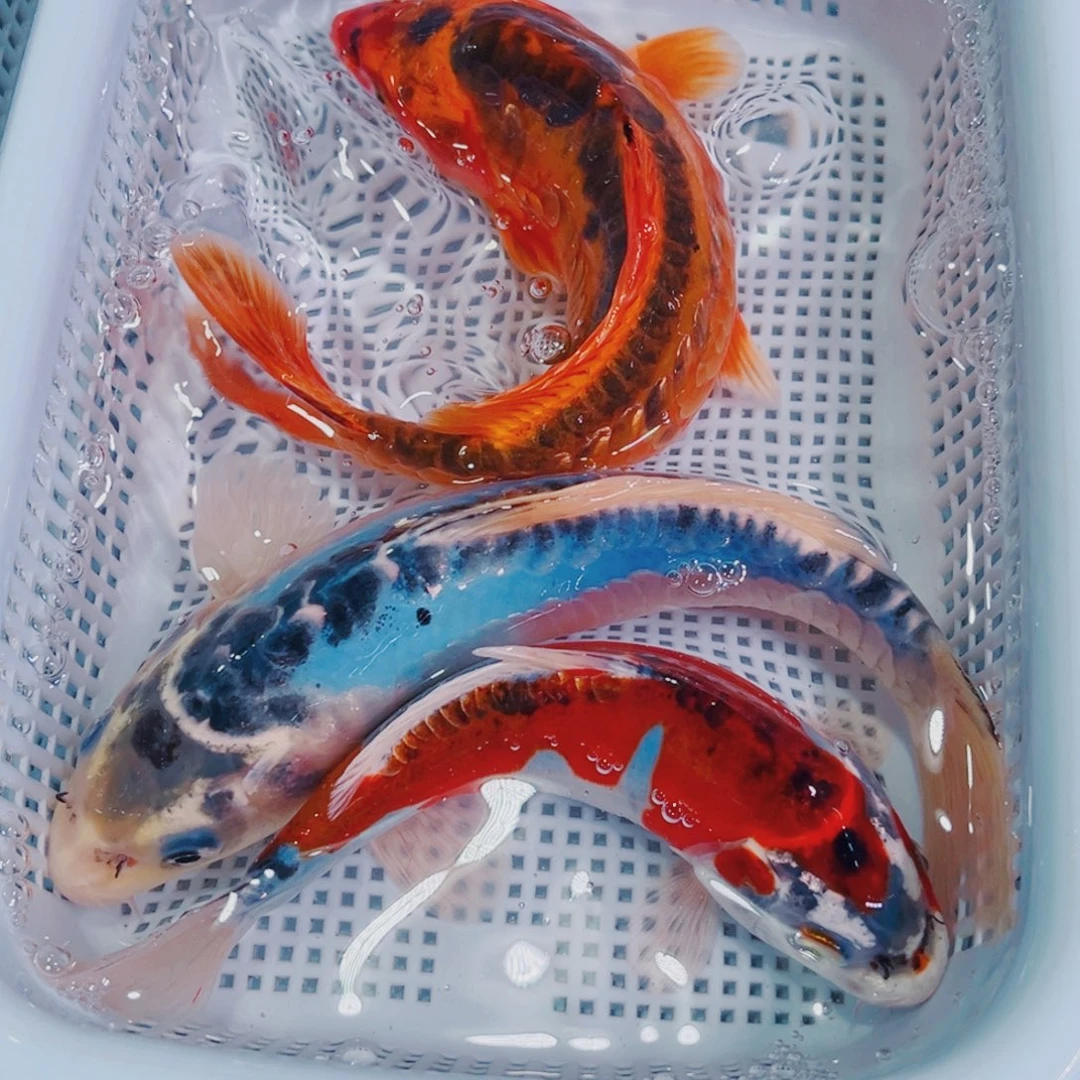 锦鲤锦鲤观赏鱼冷水151