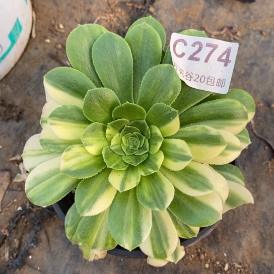 274五彩琉璃多肉植物