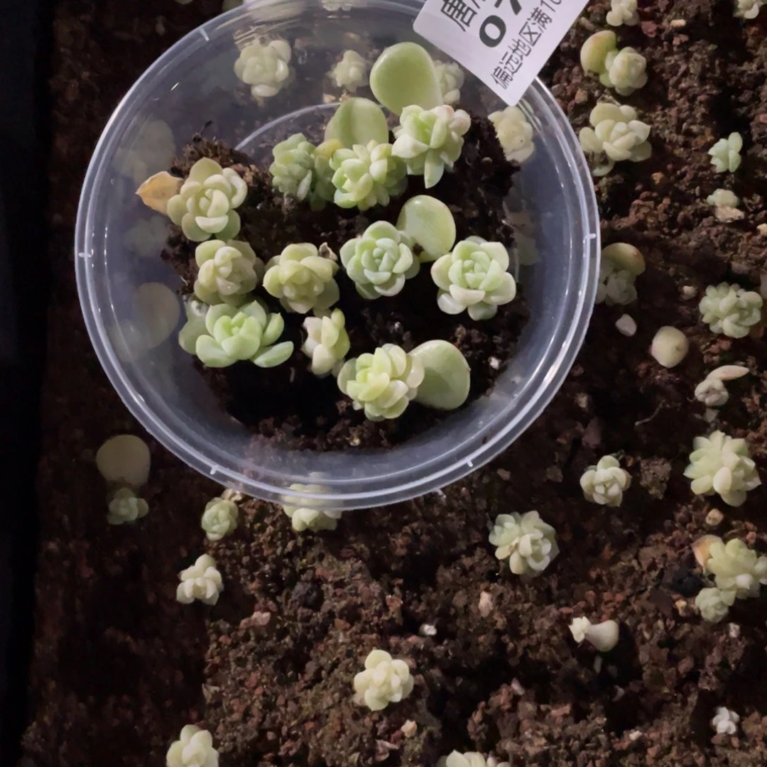 蓝****财富现金一物一拍071.