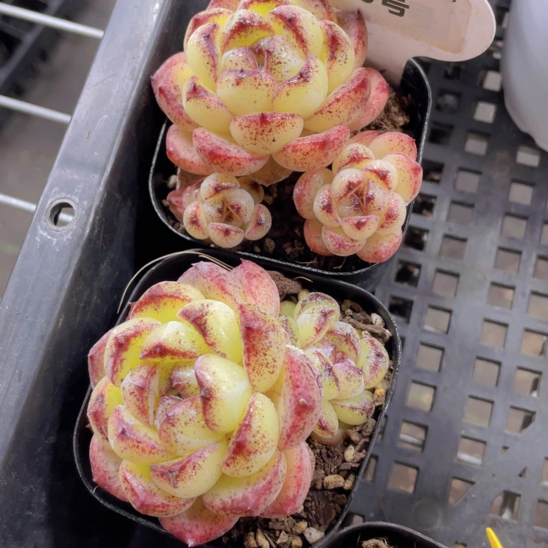 570号 黄水晶全状态一个