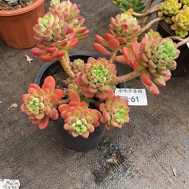 小七夕多肉香格里拉61