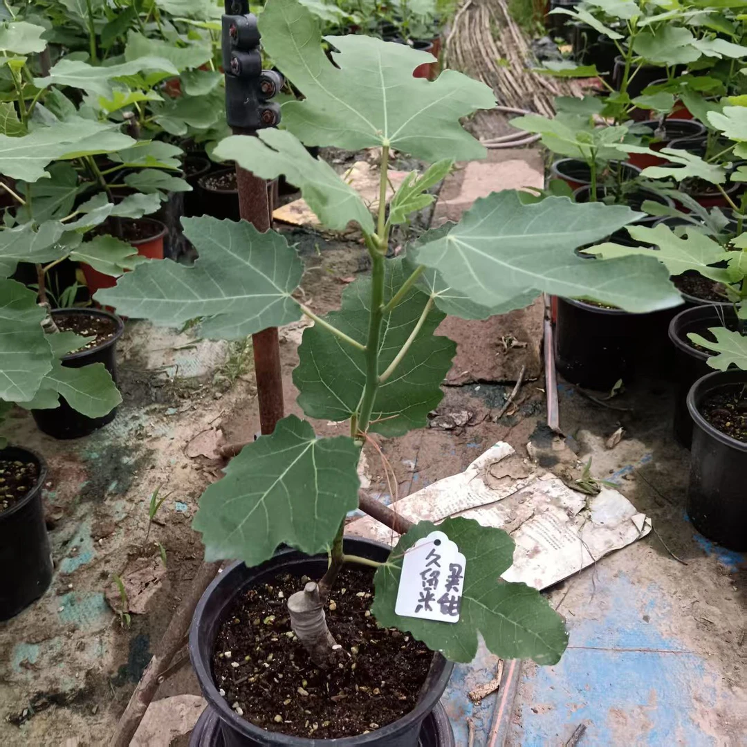 湖南仓多品种无花果苗原盆原土嫁接苗