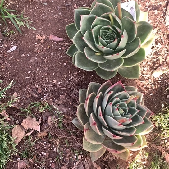 彼*花每周特价活动开始啦