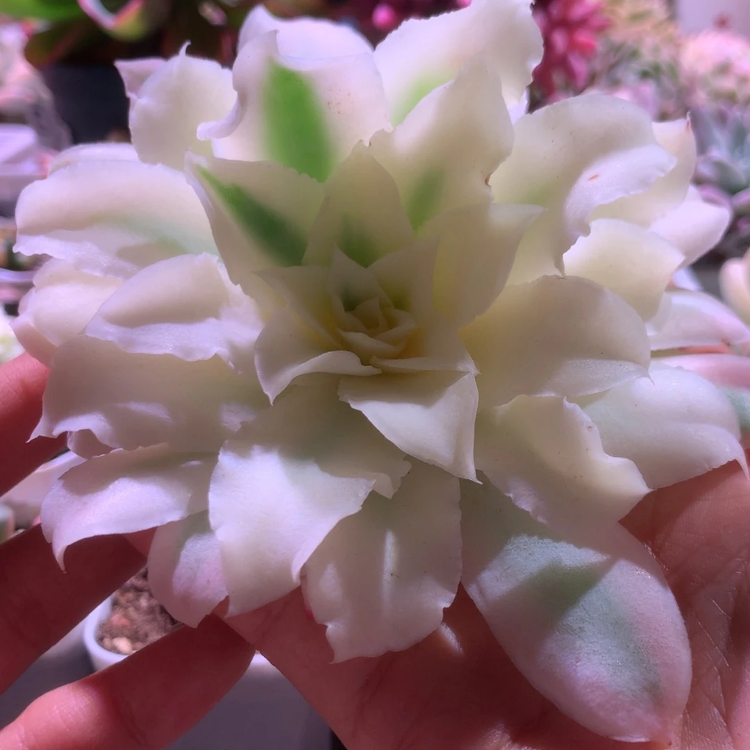 蓝丝绒锦砍头无根