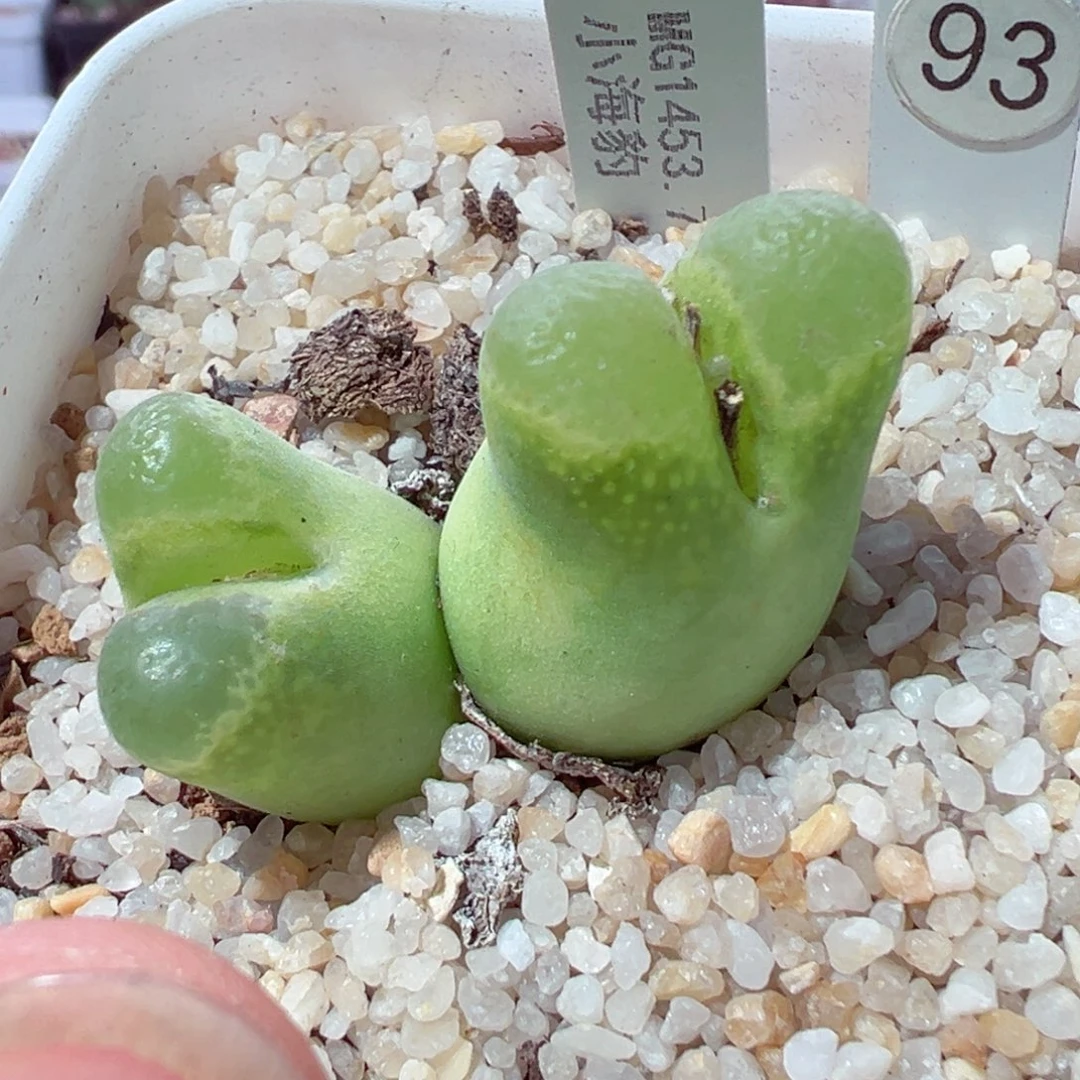 虫**吃207-520多肉小海豹多肉