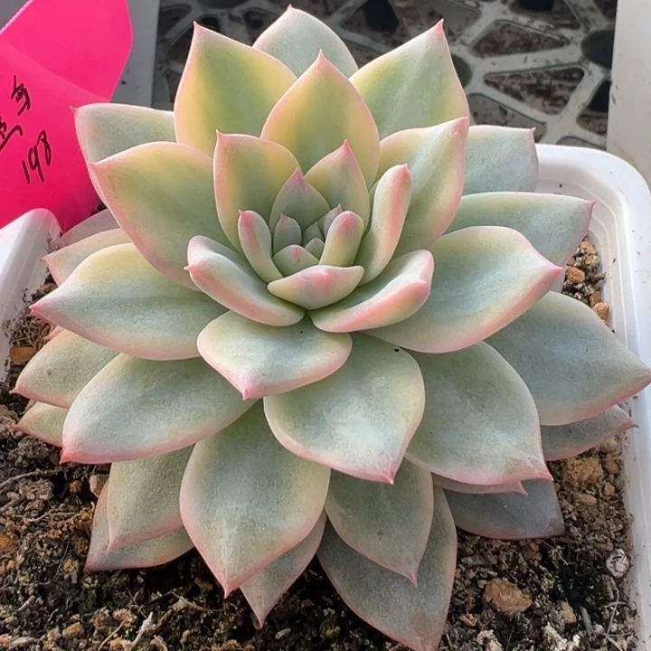 粉蓝鸟锦一物一拍