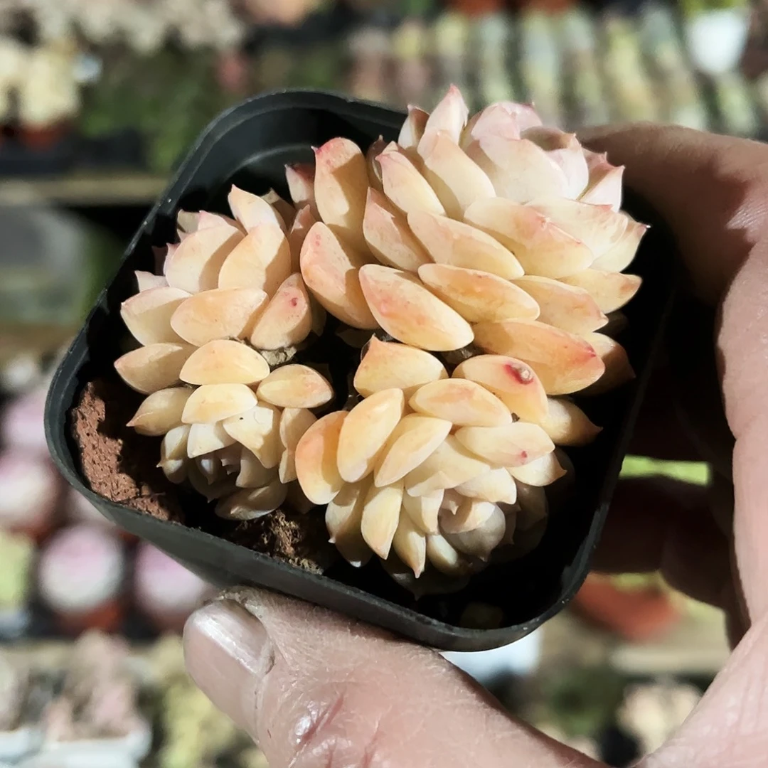 嘎*吖74多肉植物提取萃取剂系列