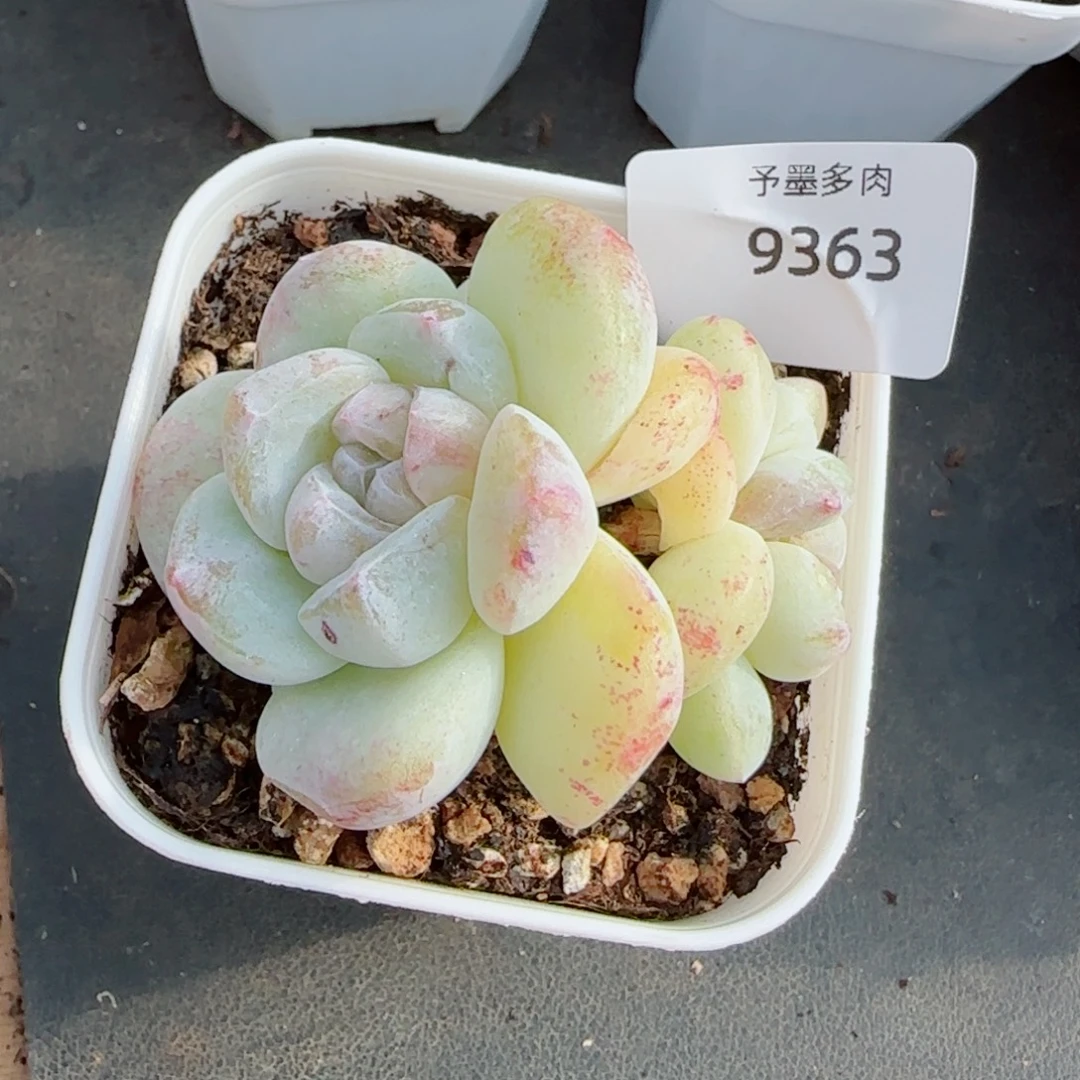 冰玉石化，9363多肉植物