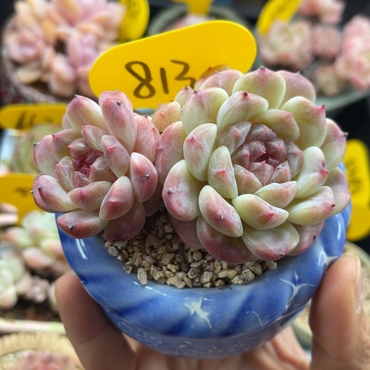 糖心冰魄无砍老桩813