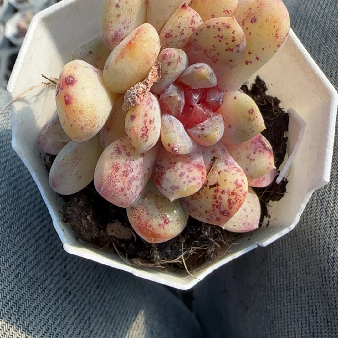 多肉小卡拉米糖心一物一拍