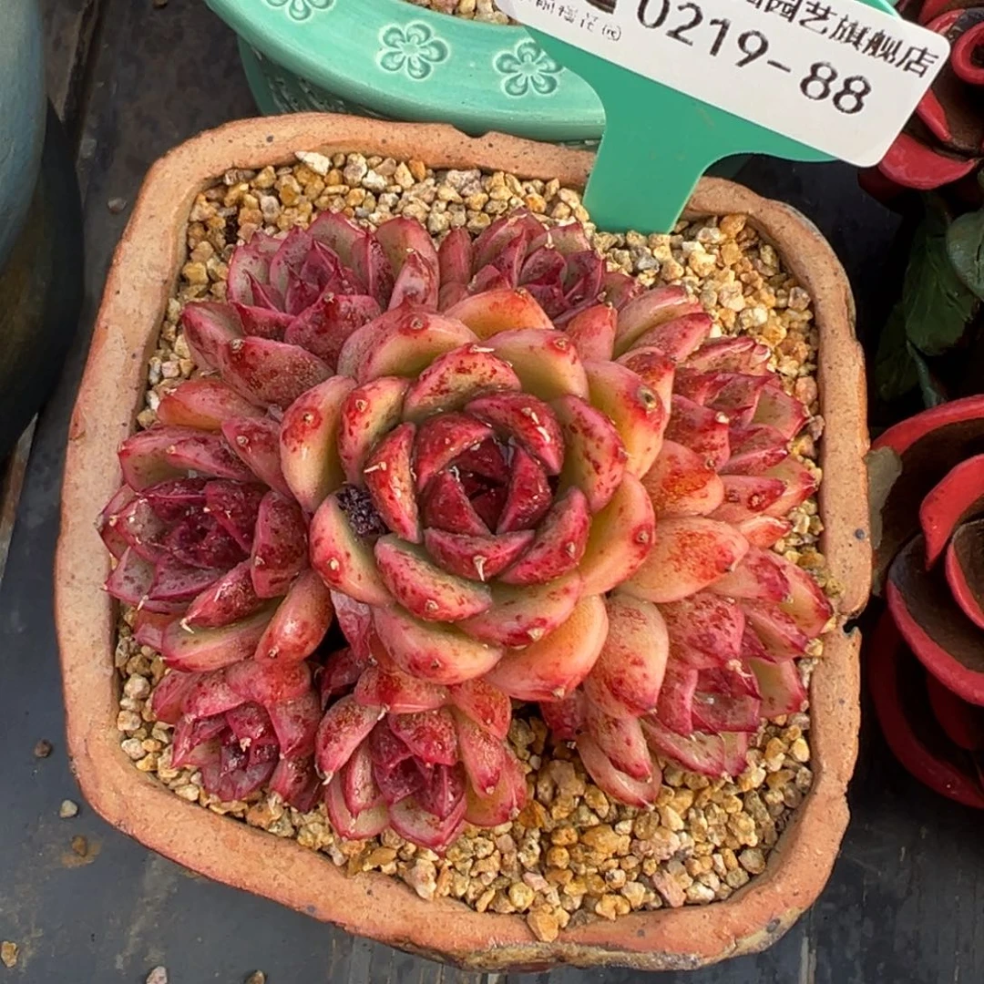 多肉一物一拍0219-88