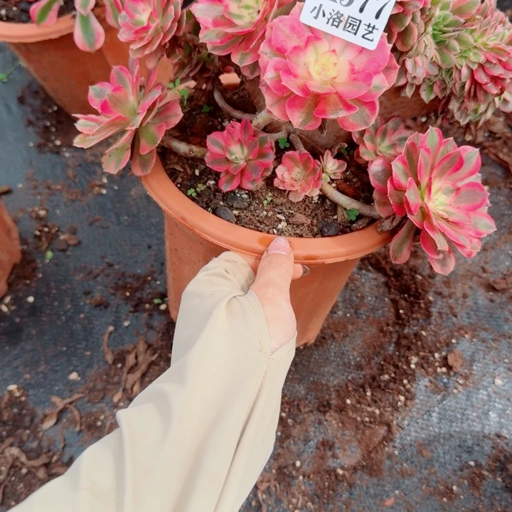 577荔枝缀化多肉植物