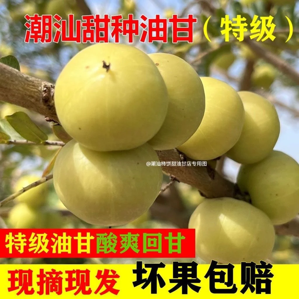 正宗潮汕柿饼甜种油甘果新鲜甜油甘余甘牛甘果子当季水果