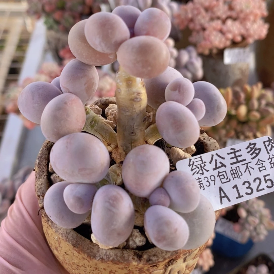 芭比奶洛7cm1325多肉植物