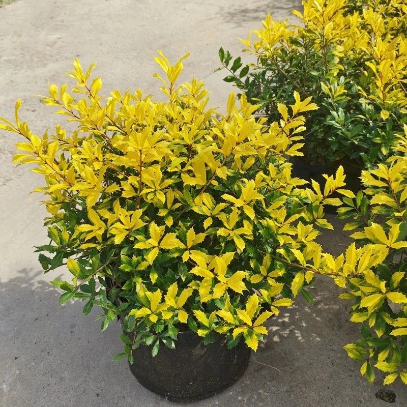 枸骨庭院造景盆栽观叶植物耐热耐寒好养美观