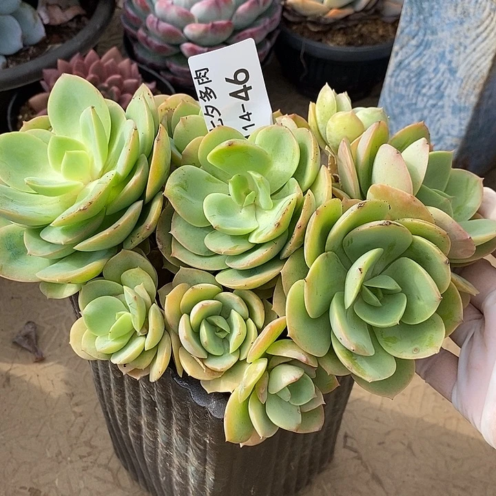 小七夕多肉帕帕熊46