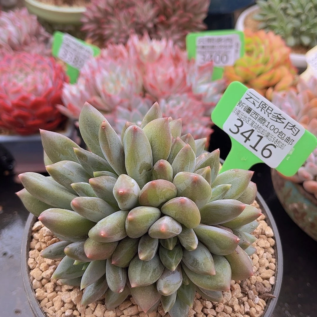 3416重楼美人多肉植物