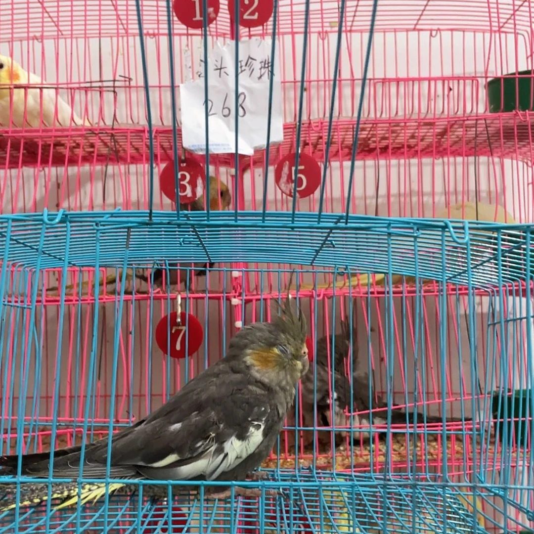 玄凤鹦鹉/鸡尾鹦鹉