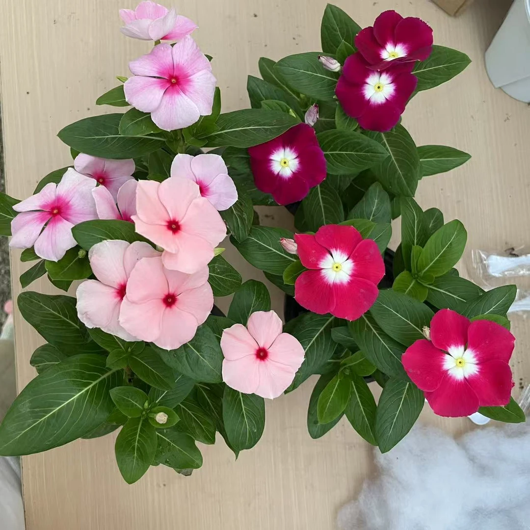 天天开长春花，颜色鲜艳，耐热耐晒耐高温