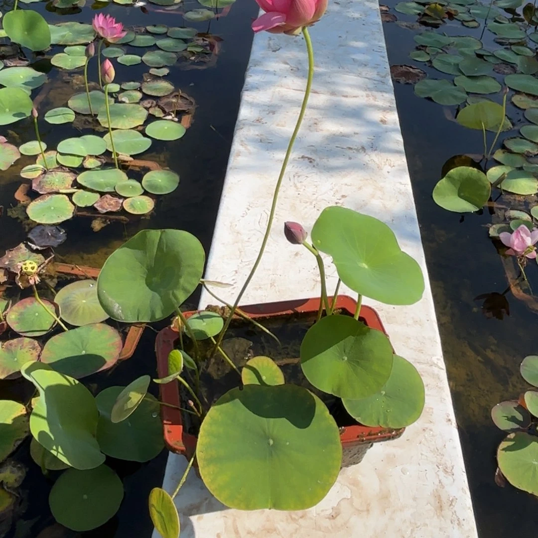 当前无花朵，栽培后可花朵u***4莲子成品352号