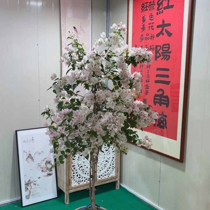 完全开放暗斑丽人一物一拍三角梅