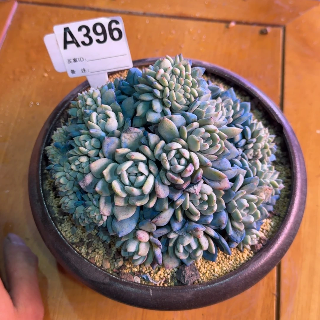 有****儿星影缀化无砍多肉