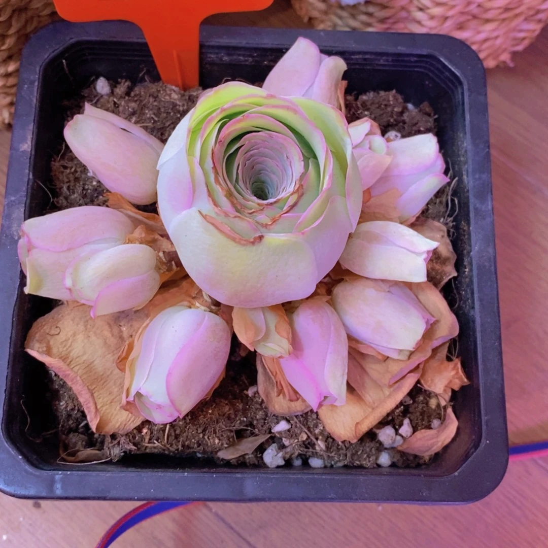 S***～山地玫瑰100会员福利勿忘我016