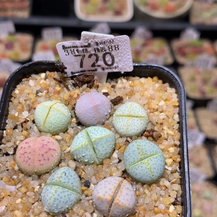 Sss精品生石花720