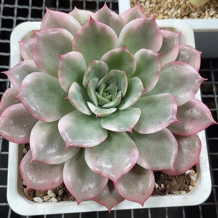 粉艾丽卡锦多肉植物