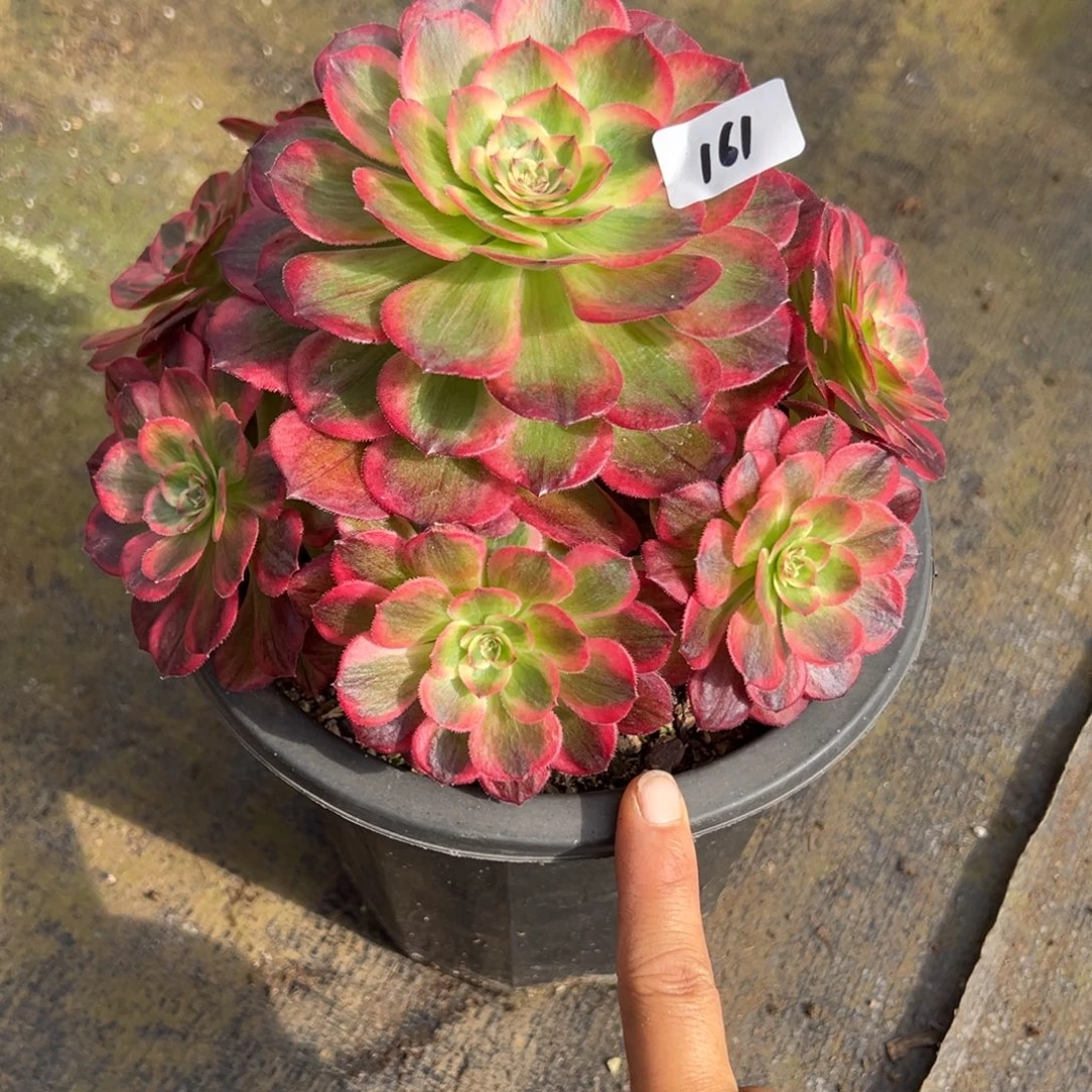 161云荷多肉多肉多肉多肉