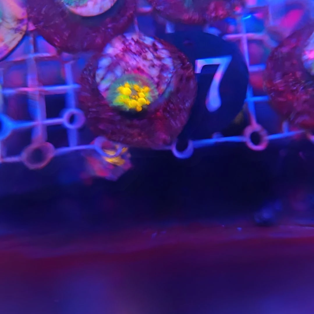 n***8纽扣珊瑚27号og一盘，今天发