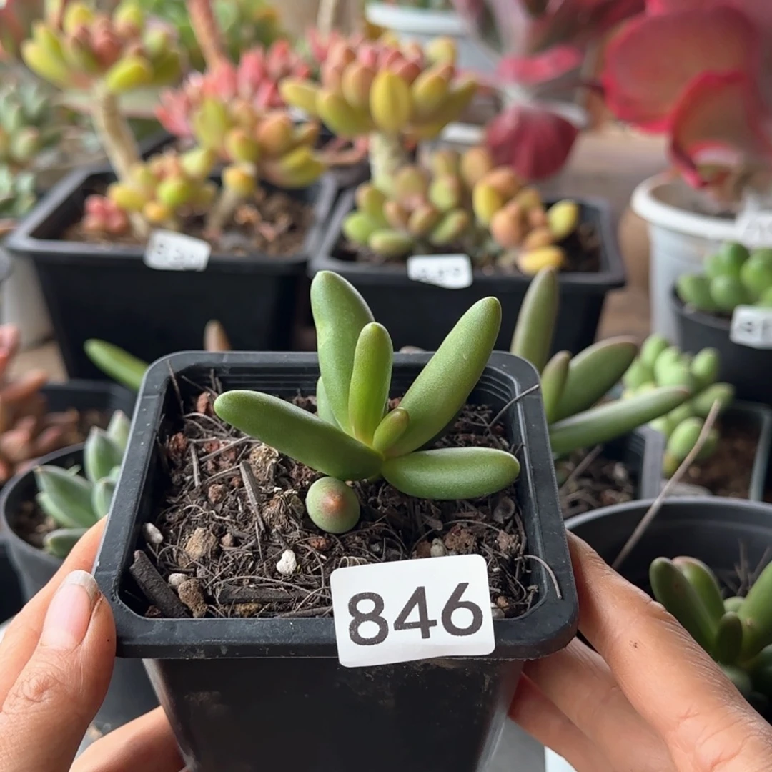 幸***了846号 一物一拍 一物一拍