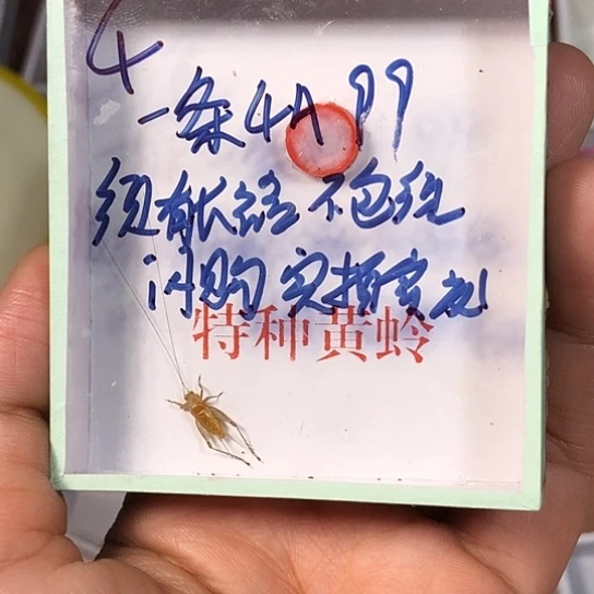 潇***哥蟋蟀3333333333333333333